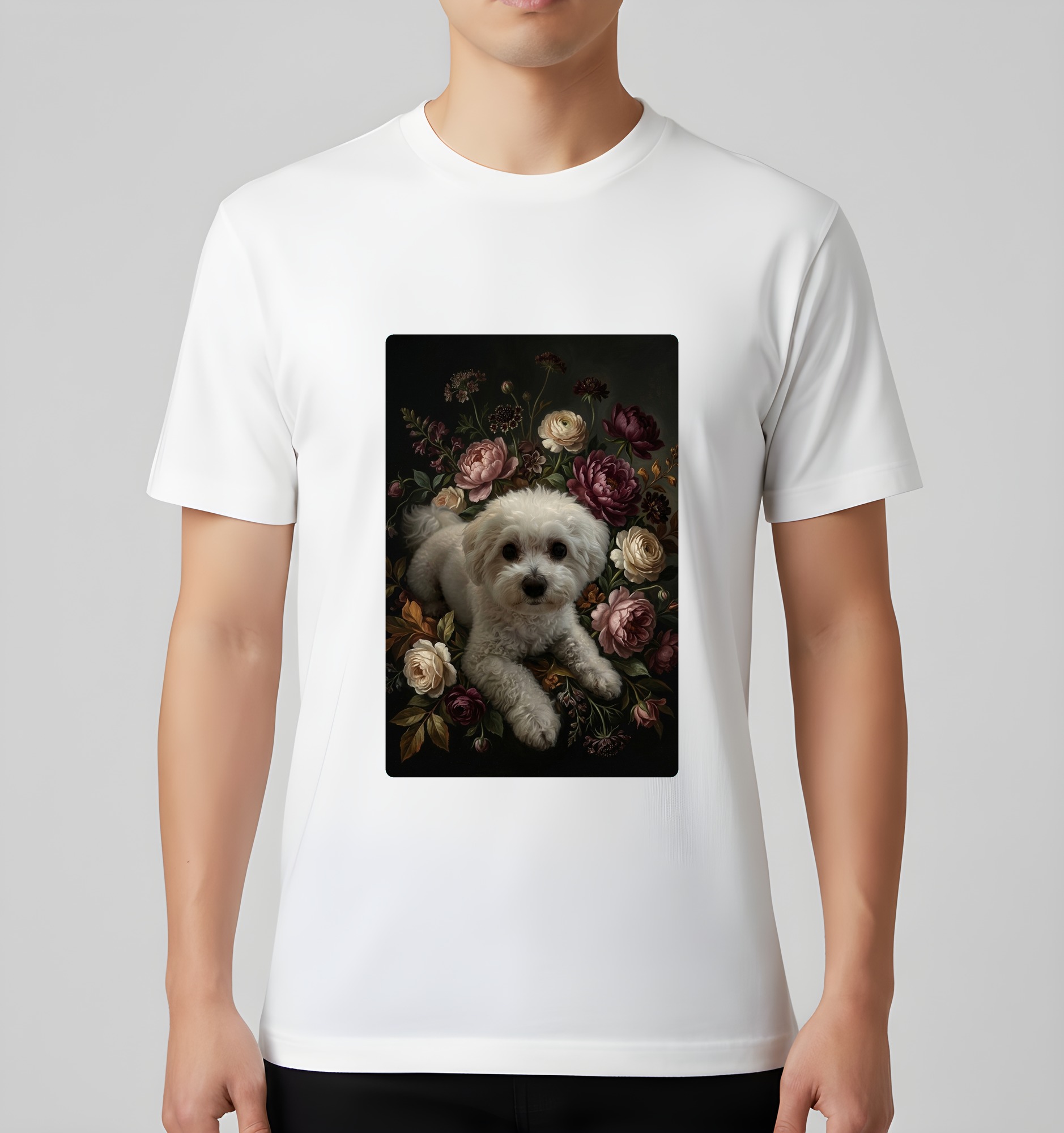 bichon frise Dog — photo 3