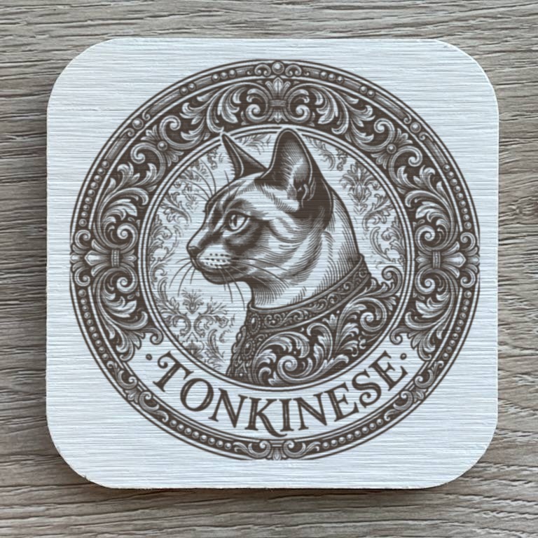 Tonkinese Cat — photo 1