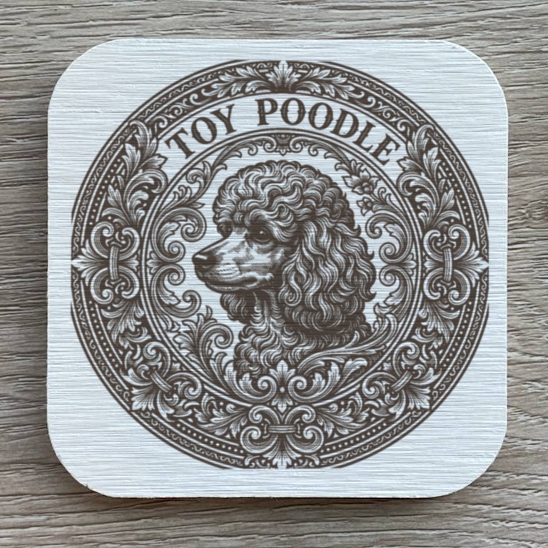 toy poodle Dog — photo 1