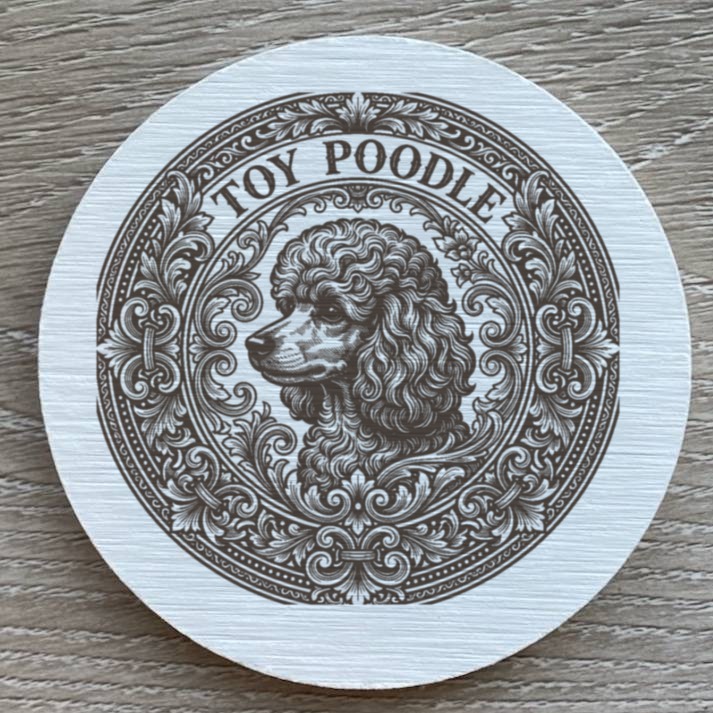 toy poodle Dog — photo 2