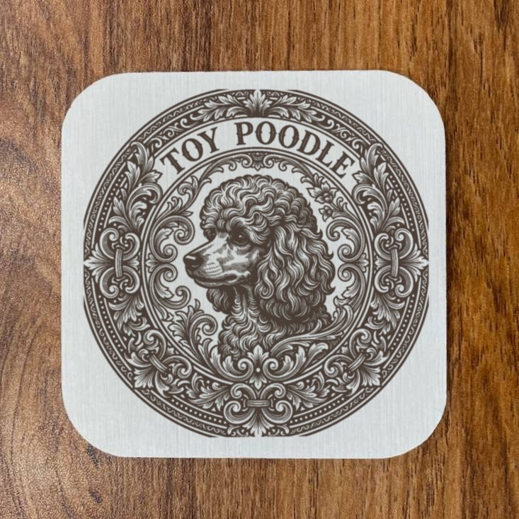 toy poodle Dog — photo 4