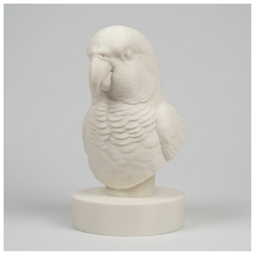 Quaker Parrot — photo 3