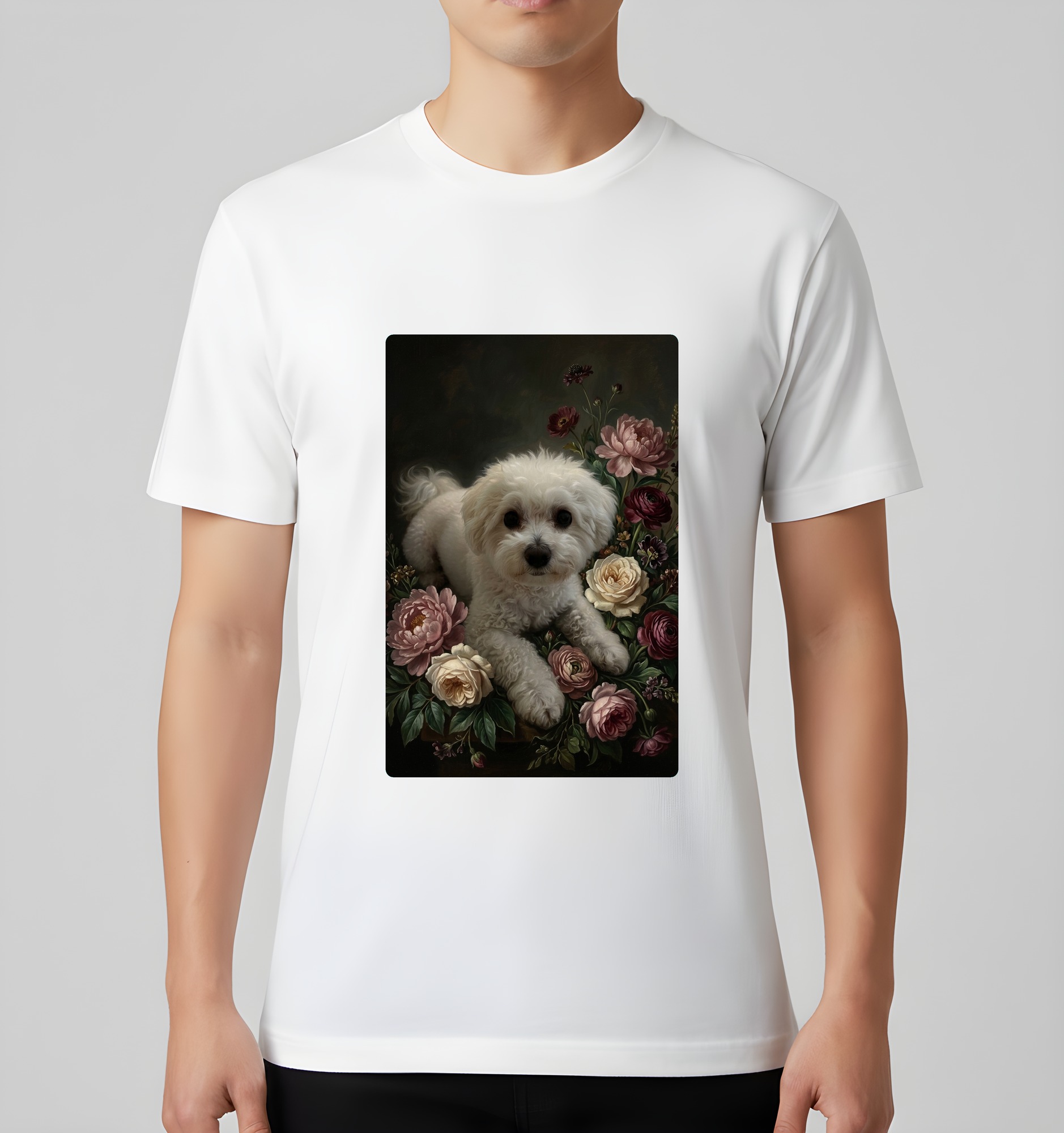 bichon frise Dog — photo 3
