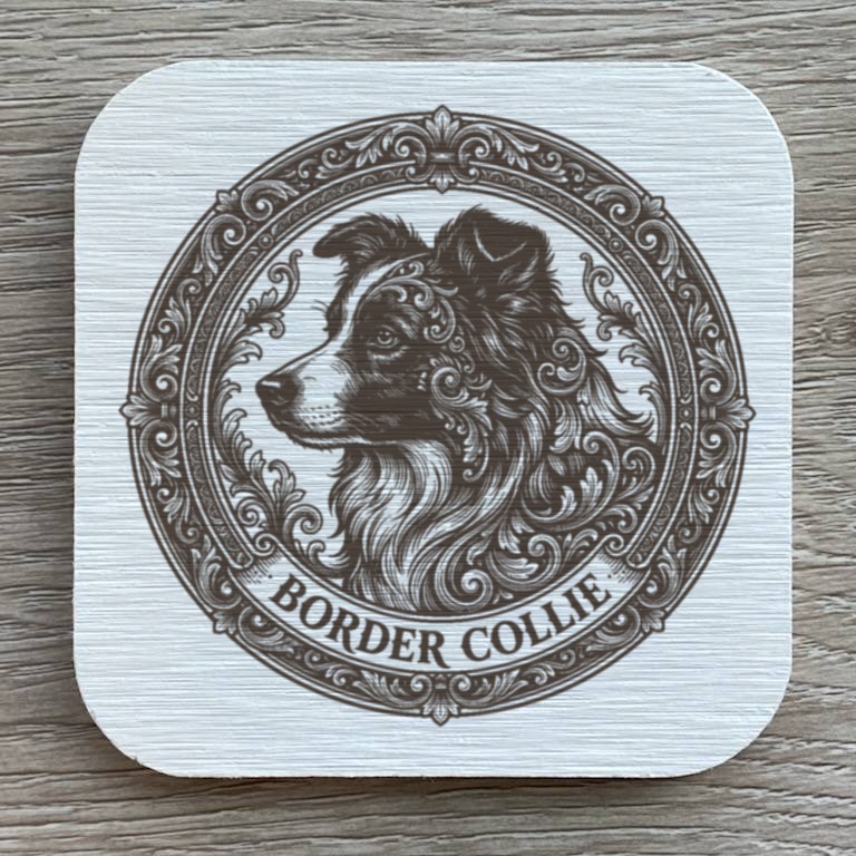 border collie Dog — photo 1