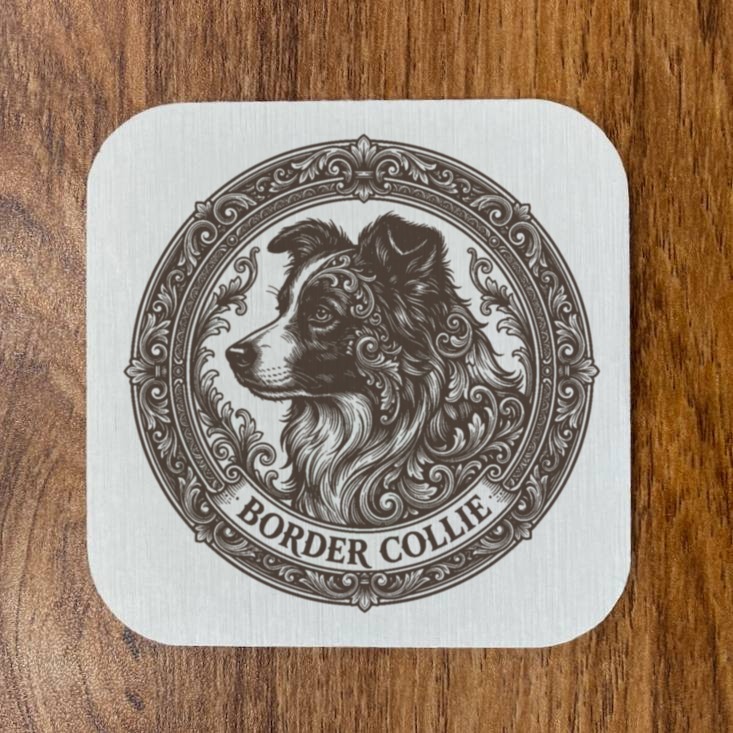 border collie Dog — photo 4