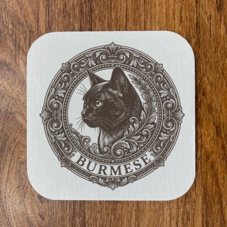 Burmese Cat — photo 4
