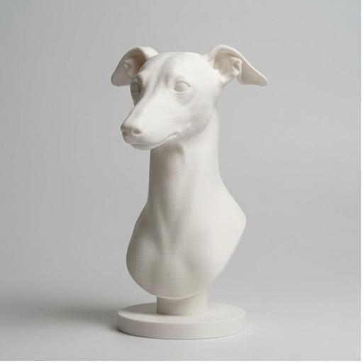 Italian greyhound Dog — photo 3
