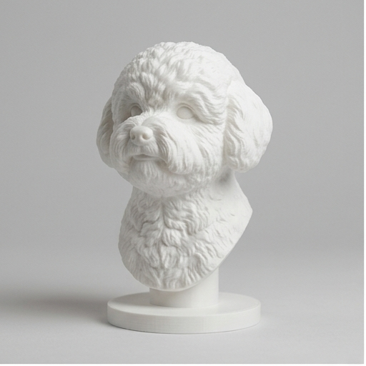 bichon frise Dog — photo 3