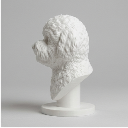 bichon frise Dog — photo 4
