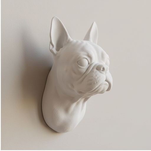 Boston terrier Dog — photo 2